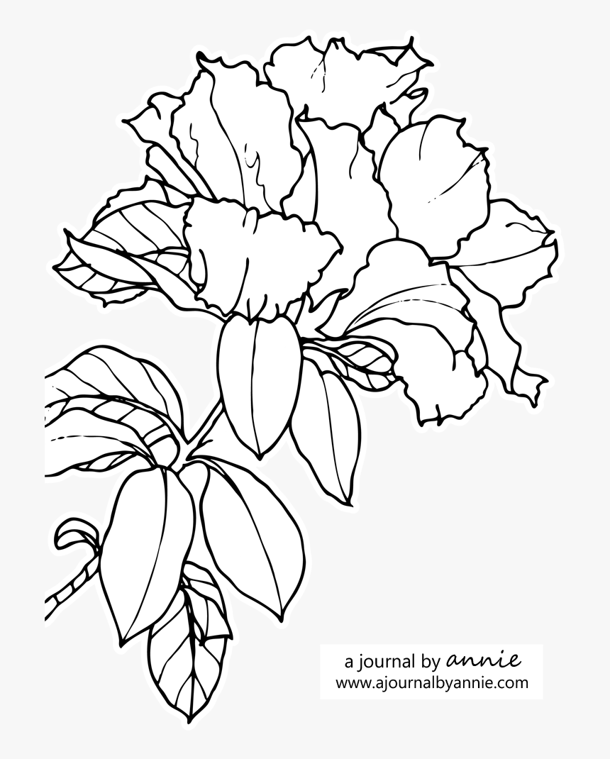 Graphic Transparent Stock Azalea Drawing Pencil, HD Png Download