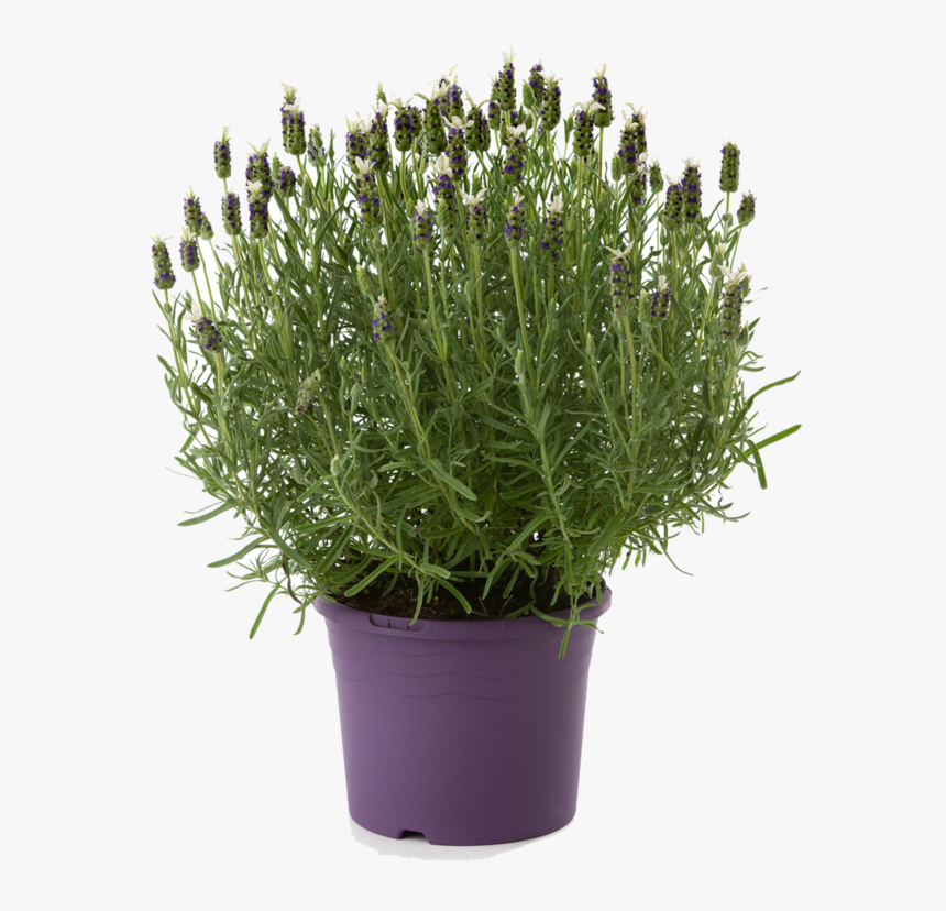 Lavender, HD Png Download