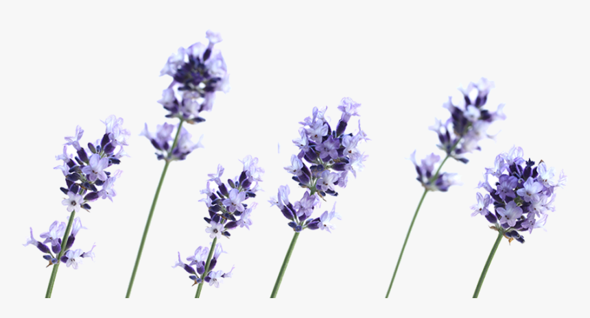 Lavender Plant Png, Transparent Png