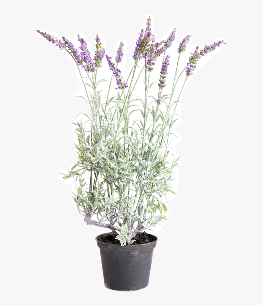 Lavender Plant Png, Transparent Png