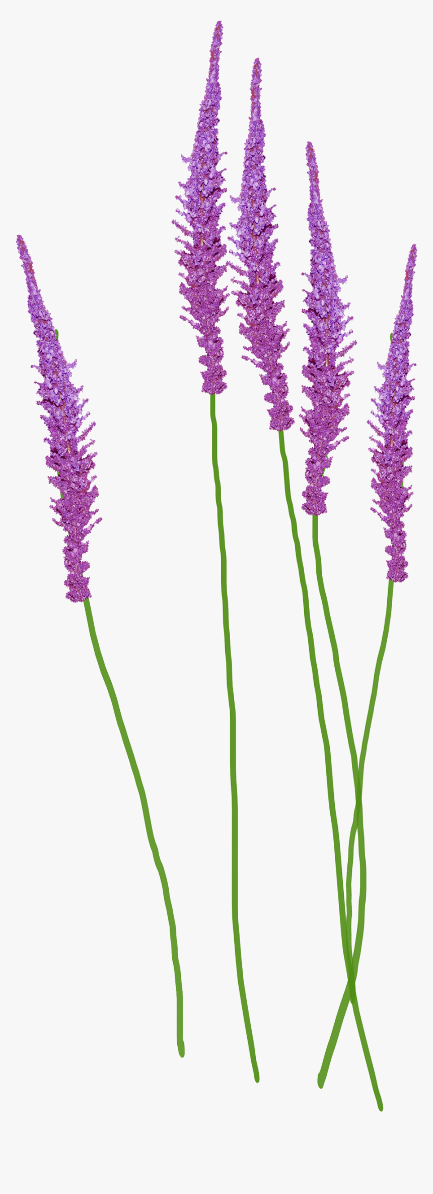 Lavender Plant Png, Transparent Png
