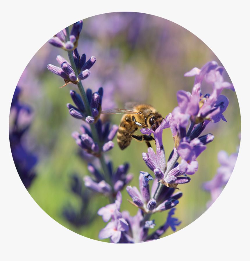 Lavender Plant Png, Transparent Png