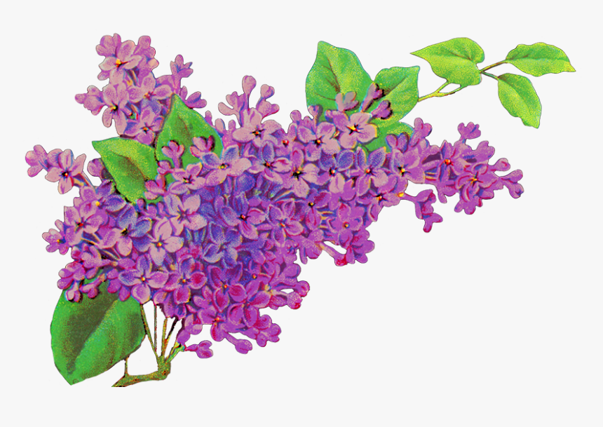 Common Lilac Flower Purple Lavender, HD Png Download