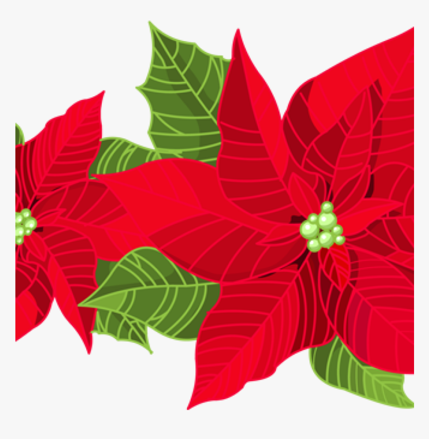Transparent Poinsettia Png, Png Download