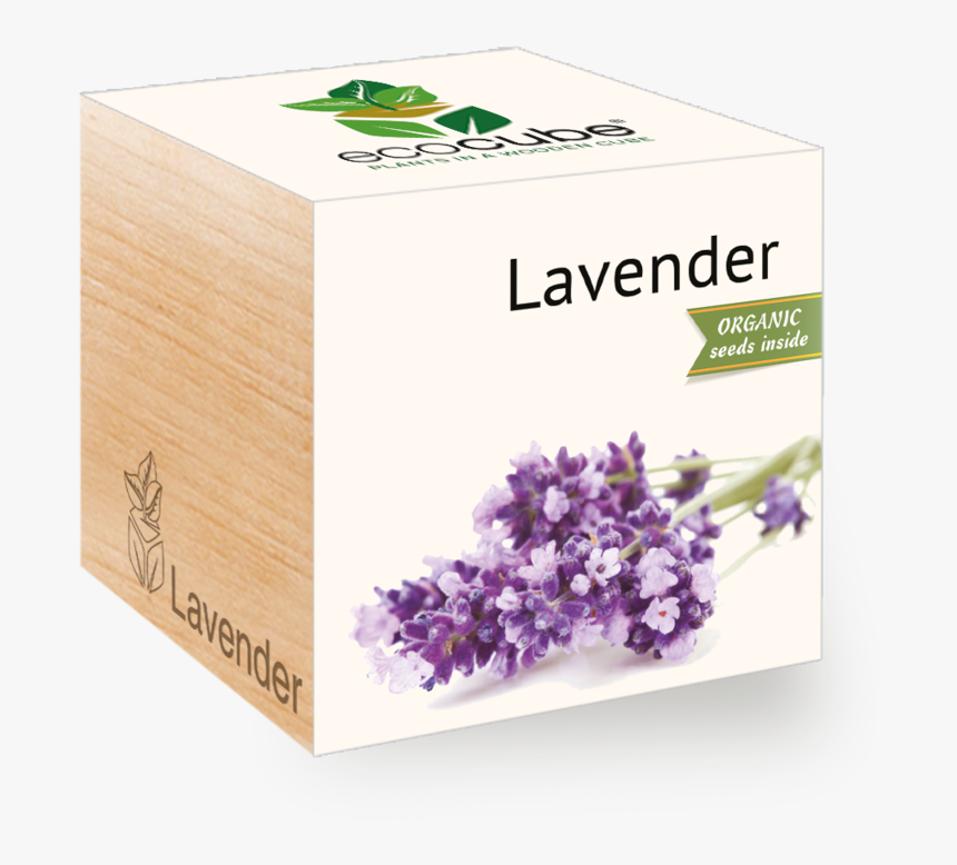 Lavender Plant Png, Transparent Png
