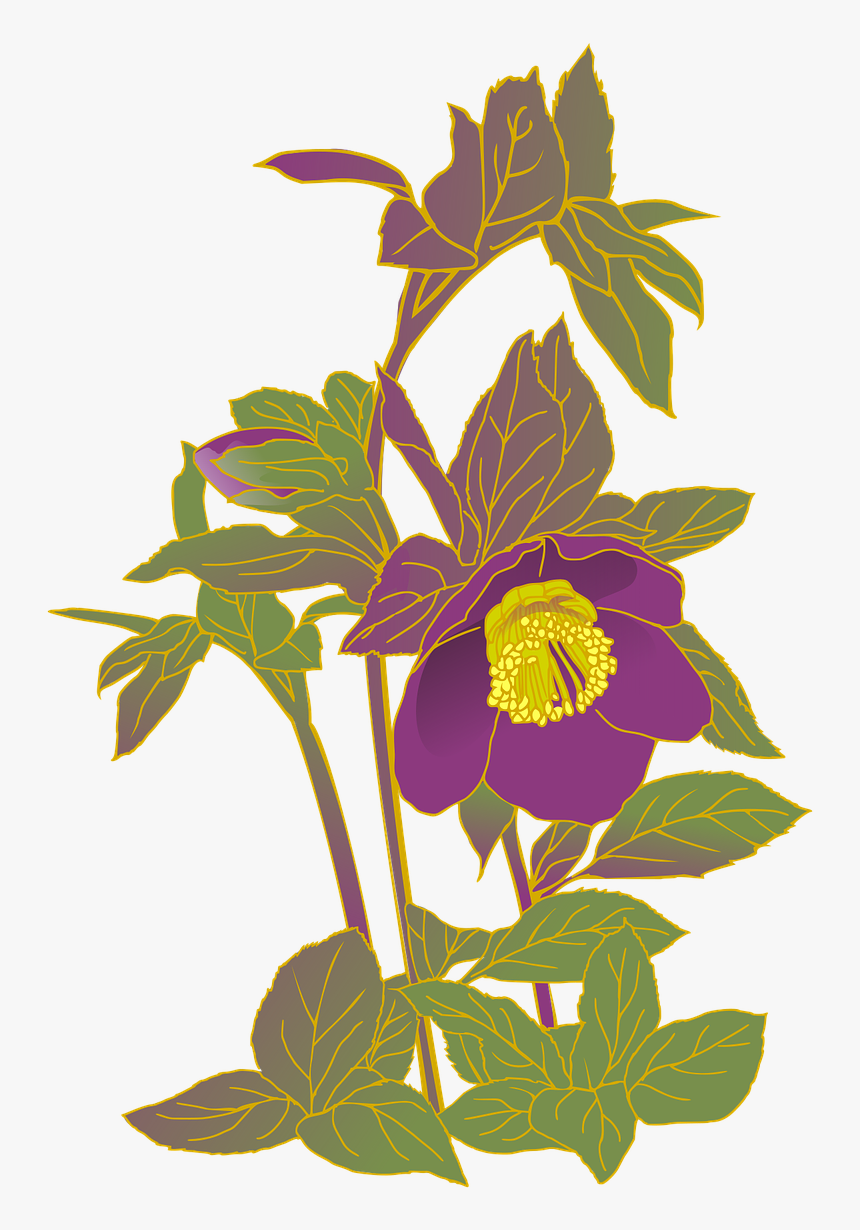Christmas Rose Hellebore Purple Flowers Free Photo, HD Png Download