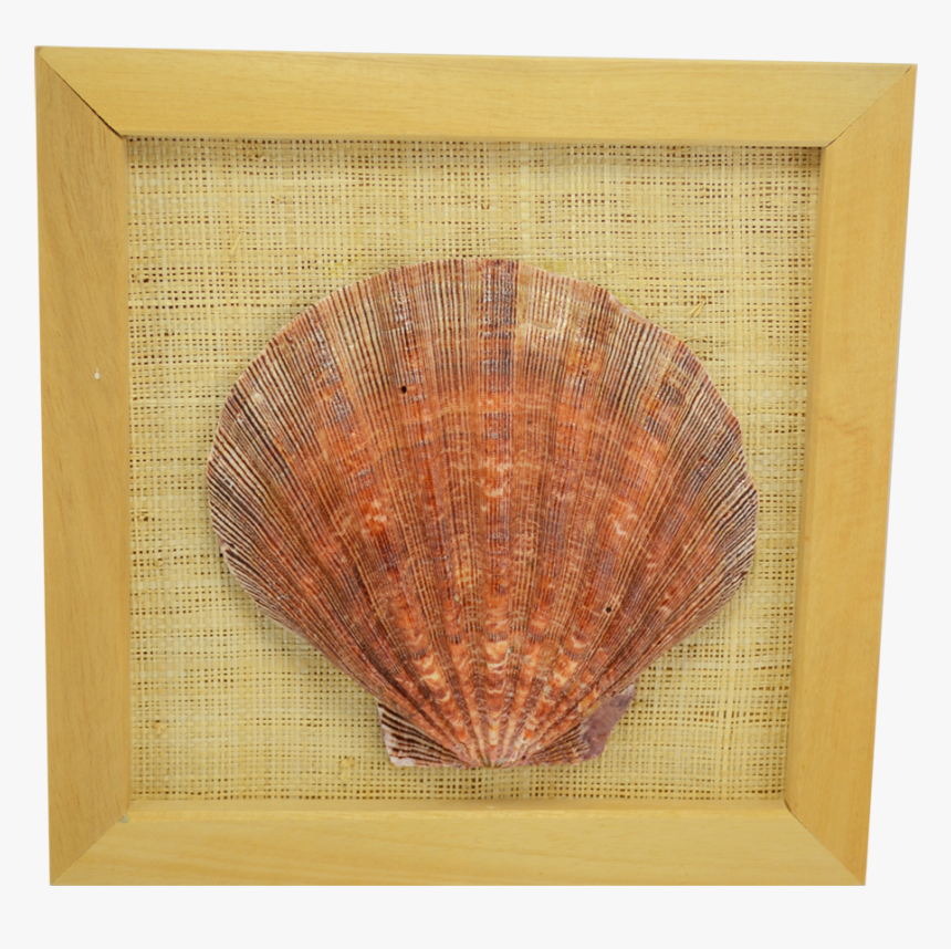 Framed Seashell -lion S Paw, HD Png Download