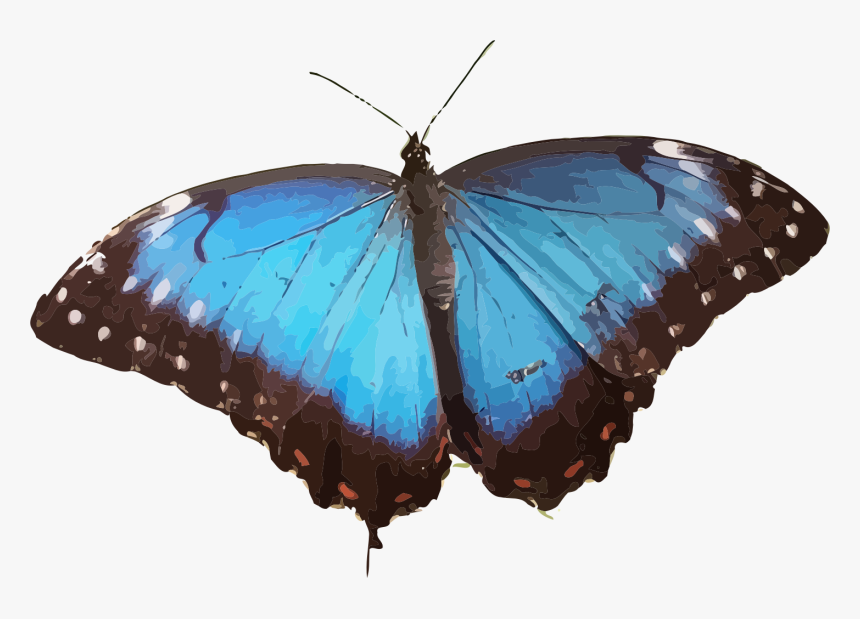 Morpho Peleides Clip Arts, HD Png Download