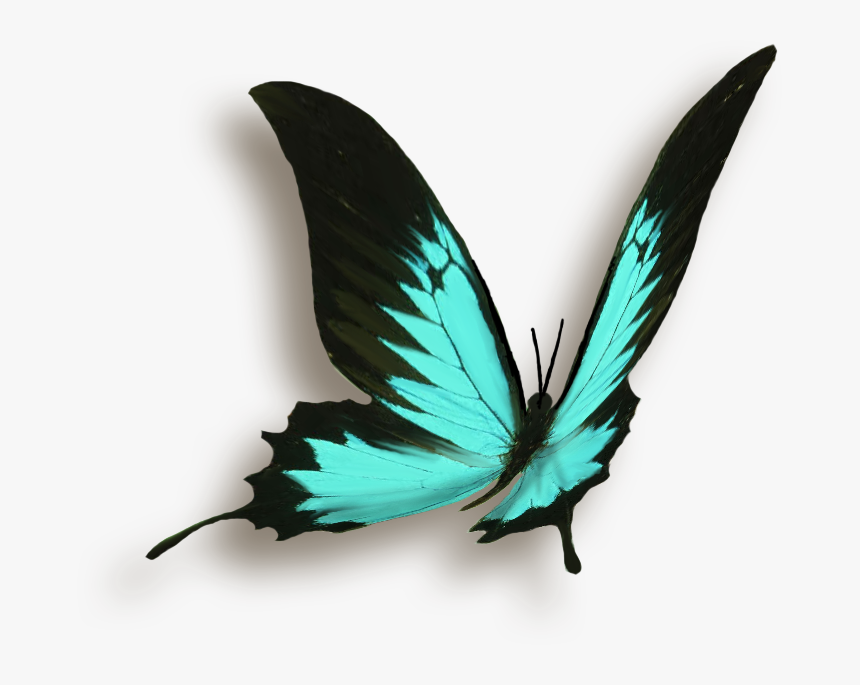 Borboleta Png, Transparent Png