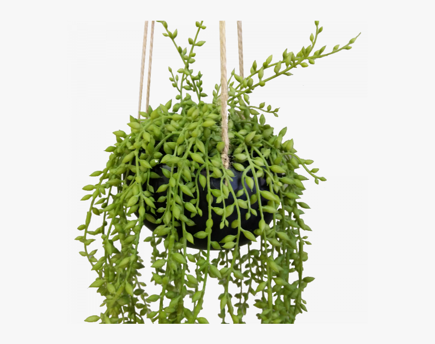 92cm String Of Beads In Ceramic Hanging Pot Senecio, HD Png Download