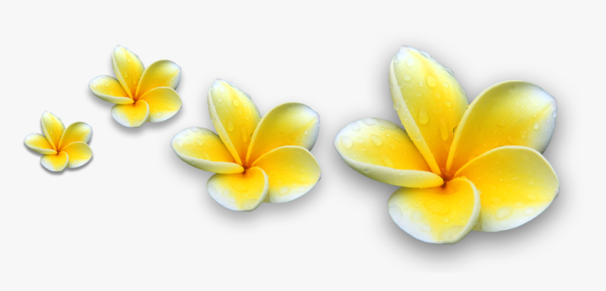 Bunga Kamboja Bali Png , Png Download, Transparent Png