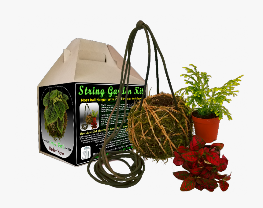 Orchid , Png Download, Transparent Png