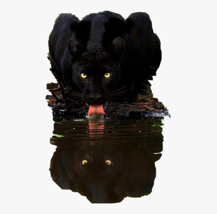 #water #reflection #panther #black #petsandanimals, HD Png Download