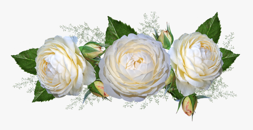 Flowers, Roses, White, Garden, Nature, HD Png Download