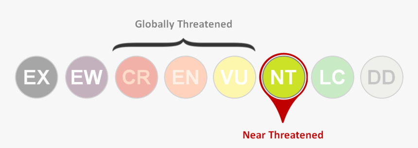 Emperor Penguin Png, Transparent Png