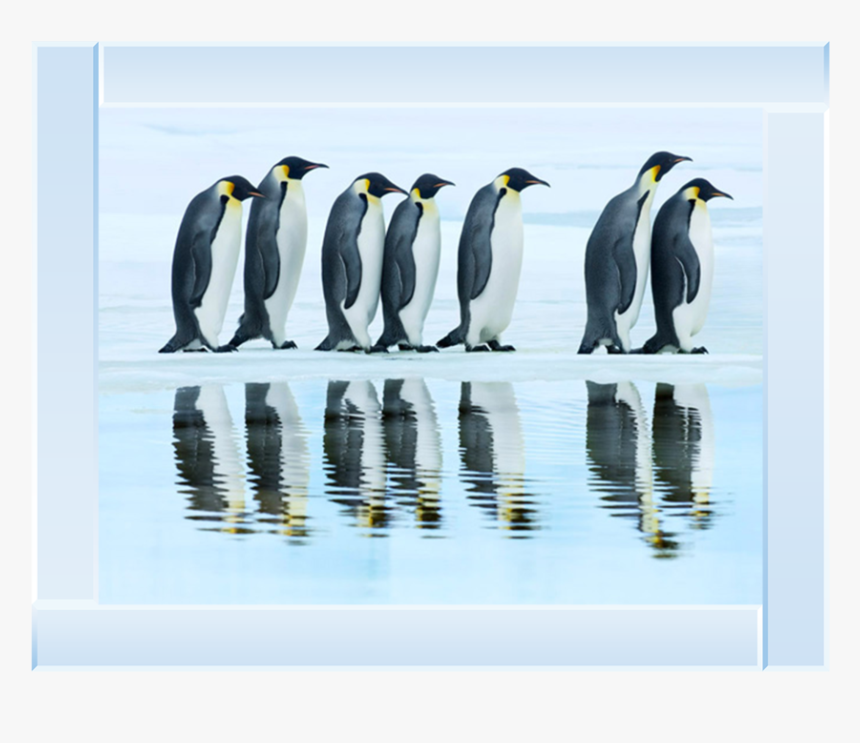 Emperor Penguin Png, Transparent Png