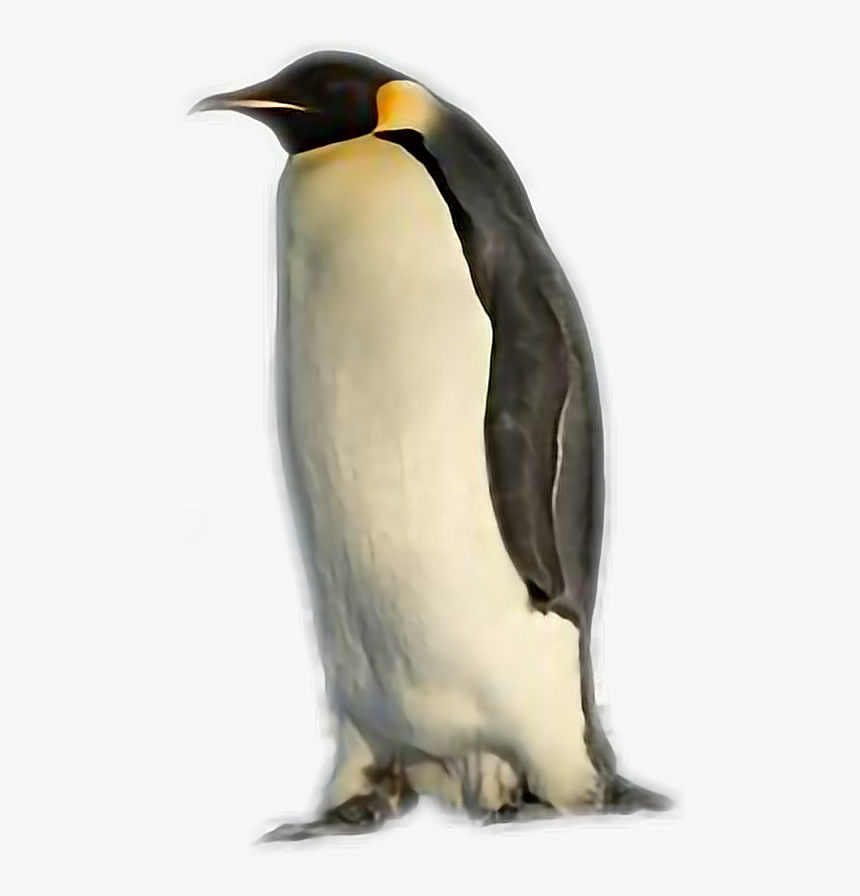 #penguin, HD Png Download