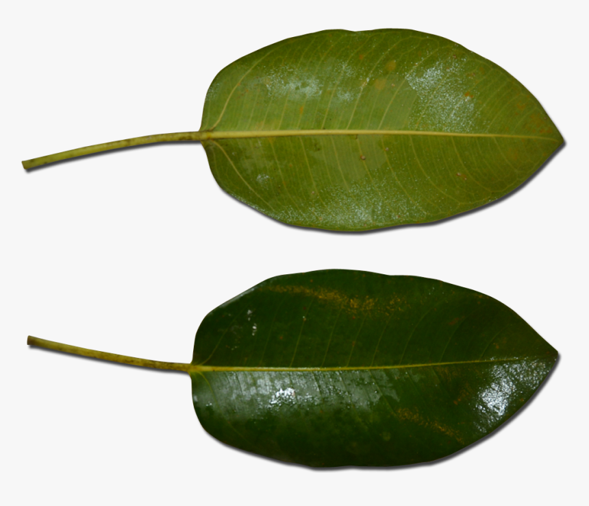 Atherton Rock Fig Leaf, HD Png Download