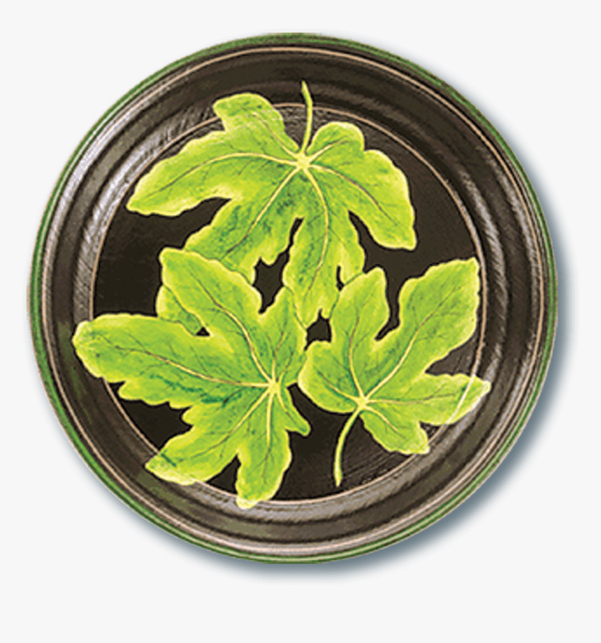 Tol-48 Fig Leaf, HD Png Download