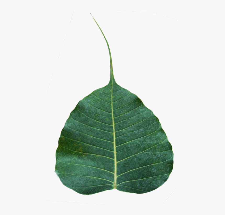 Bodhi Leaf Awakening Enlightenment, HD Png Download