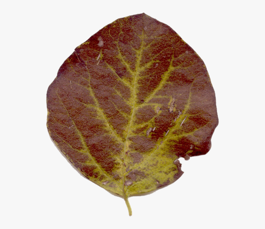 Fig Leaf Png, Transparent Png