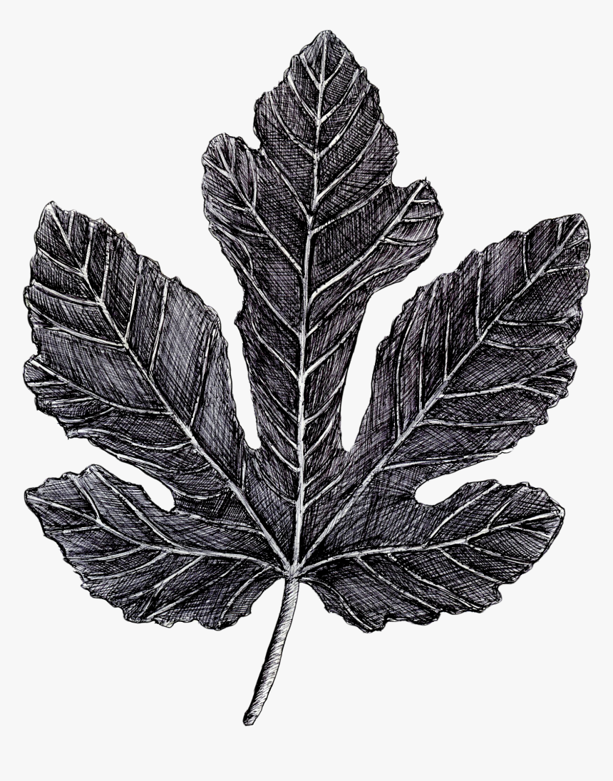 Fig Leaf Png, Transparent Png