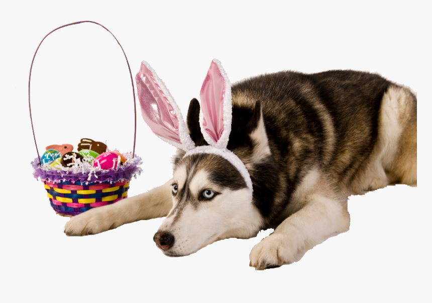 Easter Bunny Ears Png, Transparent Png