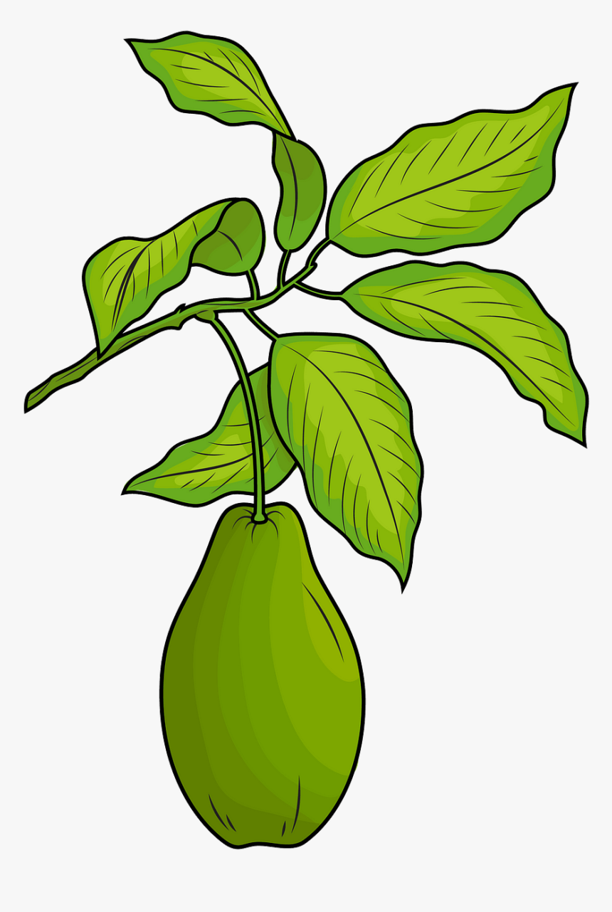 Fig Leaf Png, Transparent Png