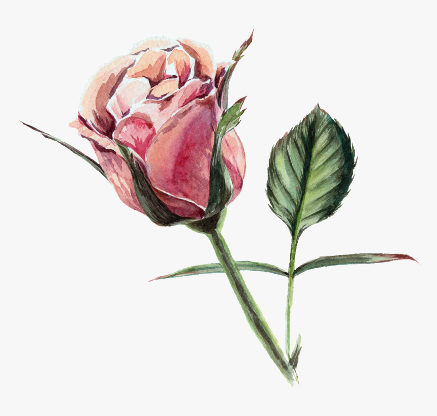 Rose Transparent Watercolor Flowers, HD Png Download