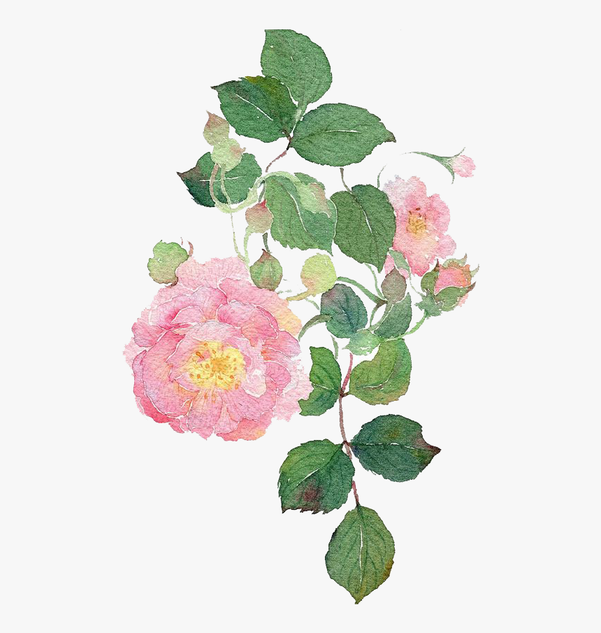 Garden Roses Watercolour Flowers Dog-rose Watercolor, HD Png Download