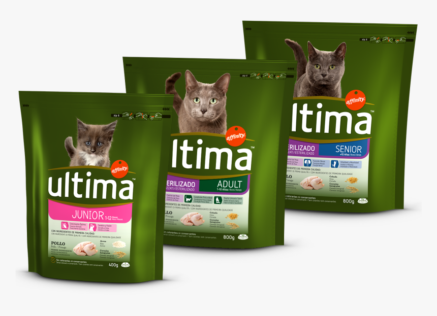 Gatos Png, Transparent Png