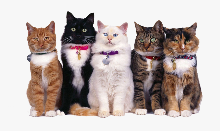 Camas, Alimentos Y Accesorios, HD Png Download