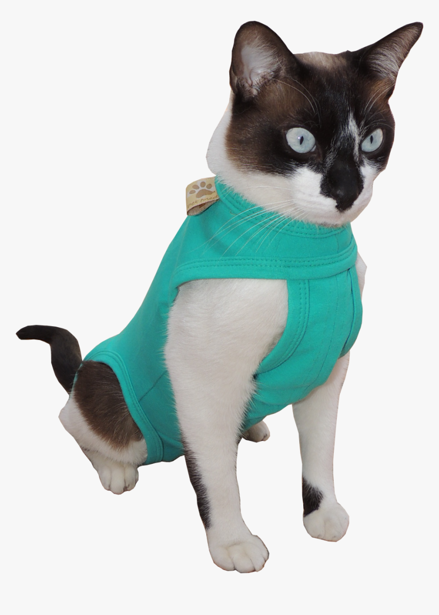 Clip Art Gato E Pssaro, HD Png Download