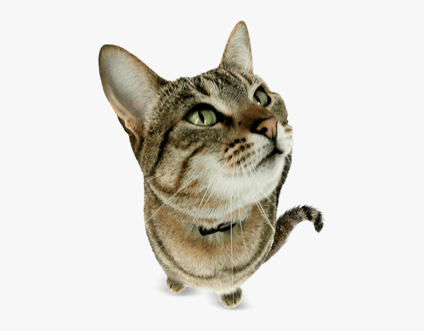 Gatos Png, Transparent Png