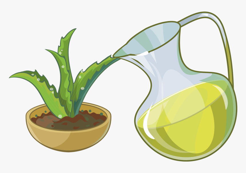 Aloe Succulent Plant, HD Png Download