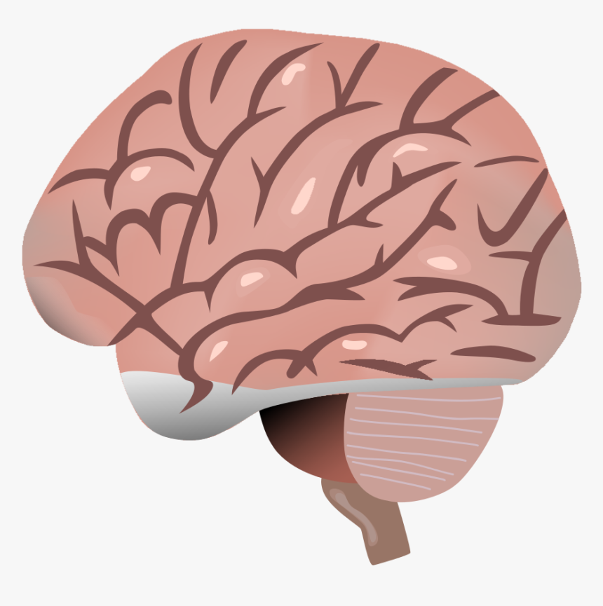 Brain Cartoon Png, Transparent Png