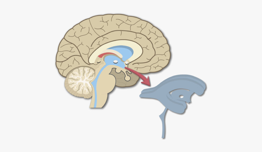An Image Showing The Brain Ventricles In Midsagittal, HD Png Download