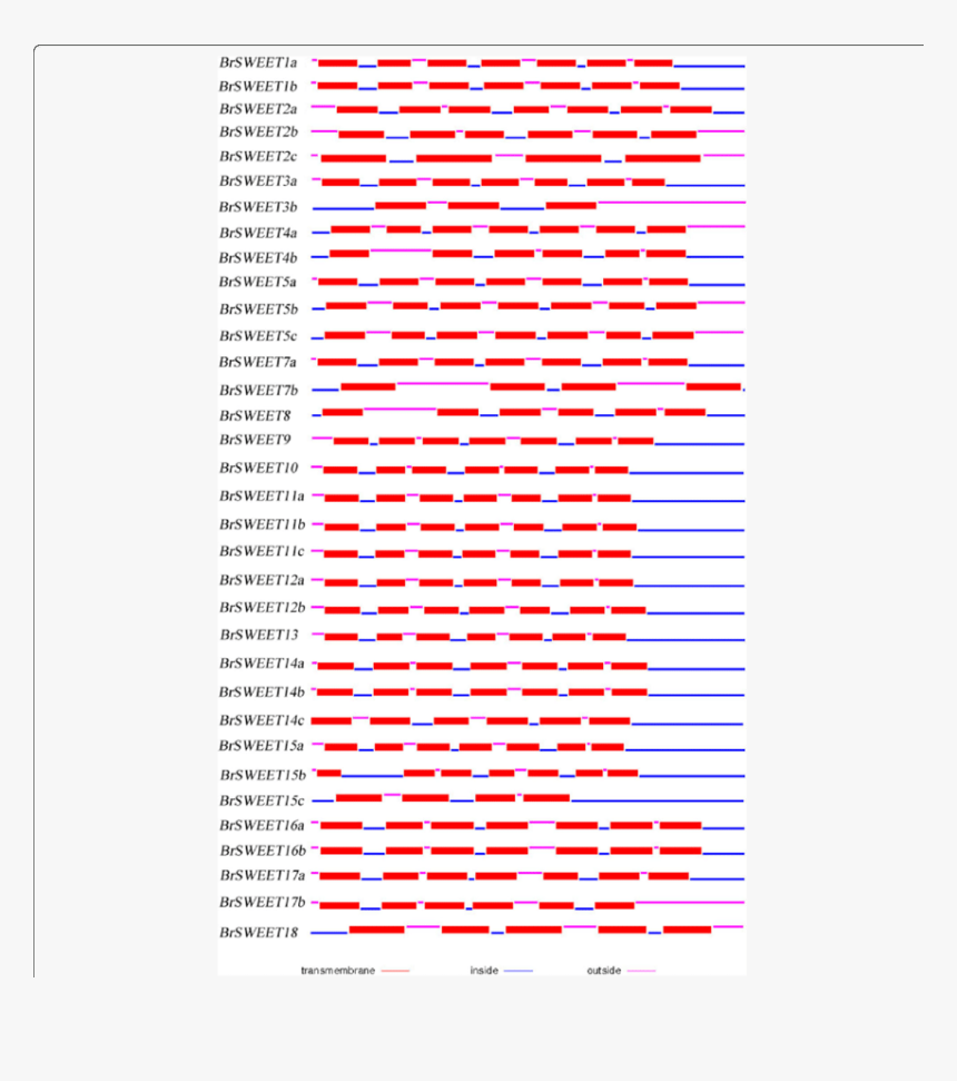Protein Structure Of Mtn3/saliva/sweets In B, HD Png Download