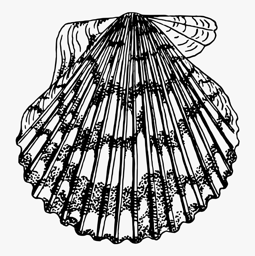 Scallop Svg Clip Arts, HD Png Download