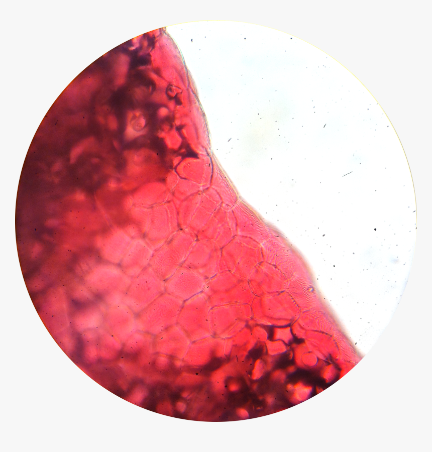 Flower Petal 1 400×, HD Png Download