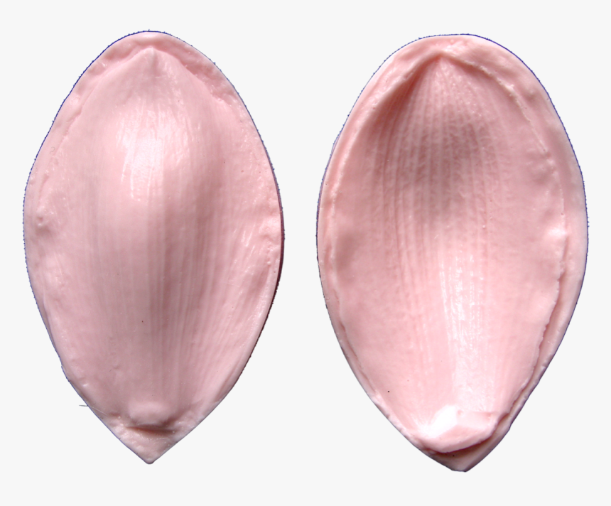 Petal Png, Transparent Png
