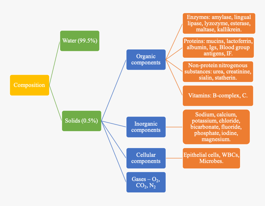 Composition Of Saliva, HD Png Download