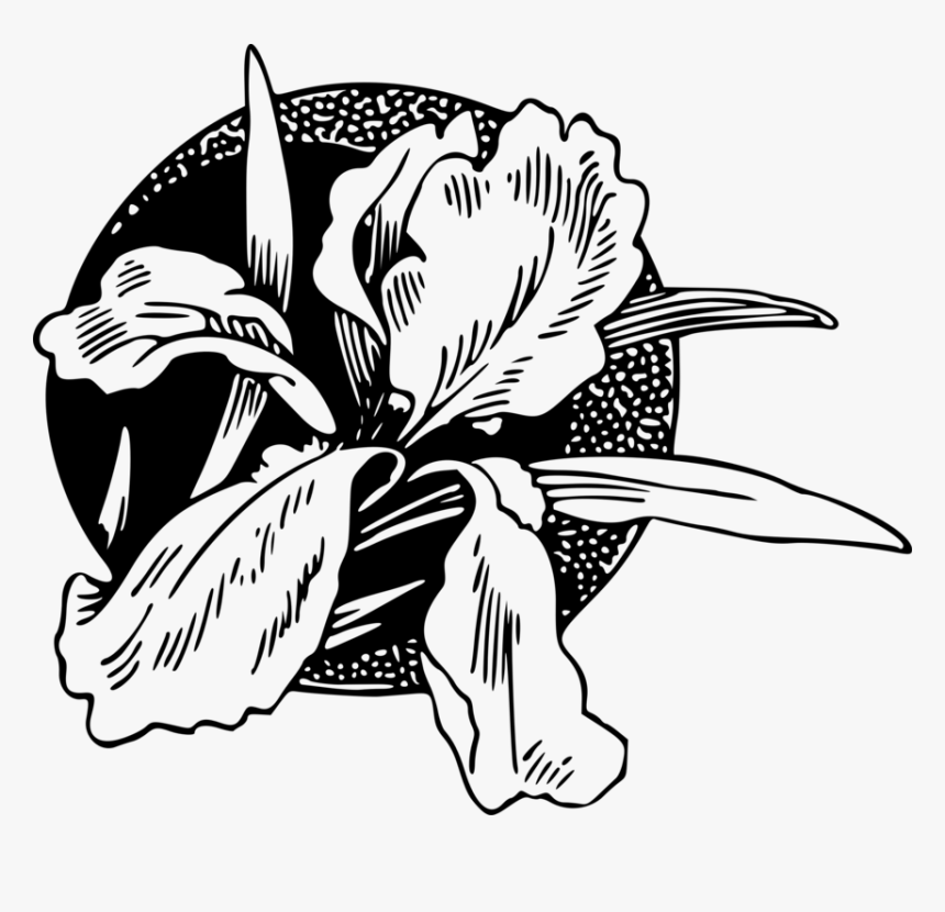 Art,monochrome Photography,petal, HD Png Download