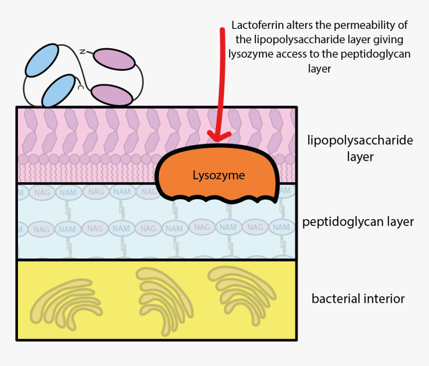 Saliva Png, Transparent Png