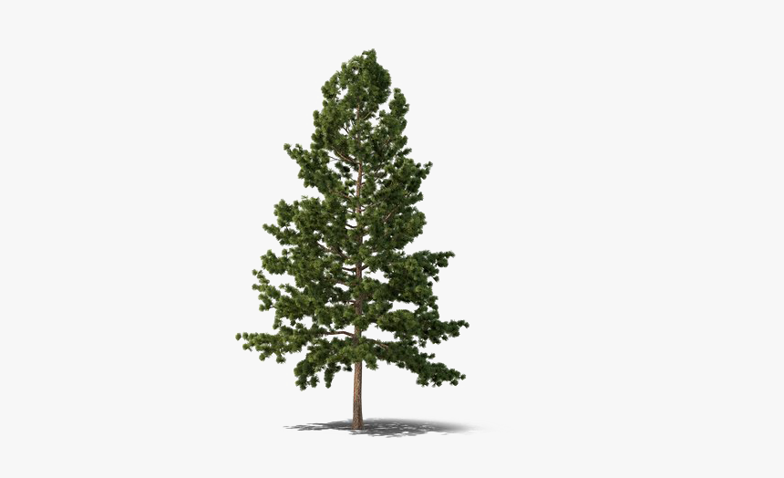 Pine Fir Spruce Png, Transparent Png