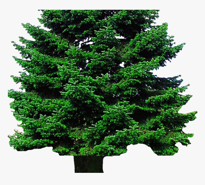 Png Image Of Tree, Transparent Png