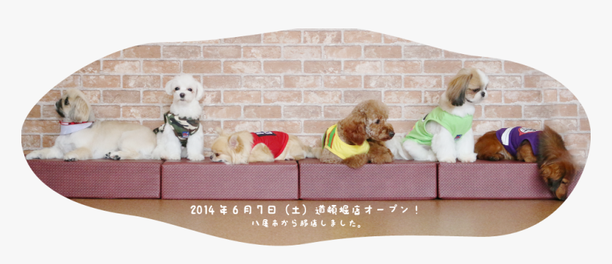 Img 5379 - Dog Cafe Osaka, HD Png Download