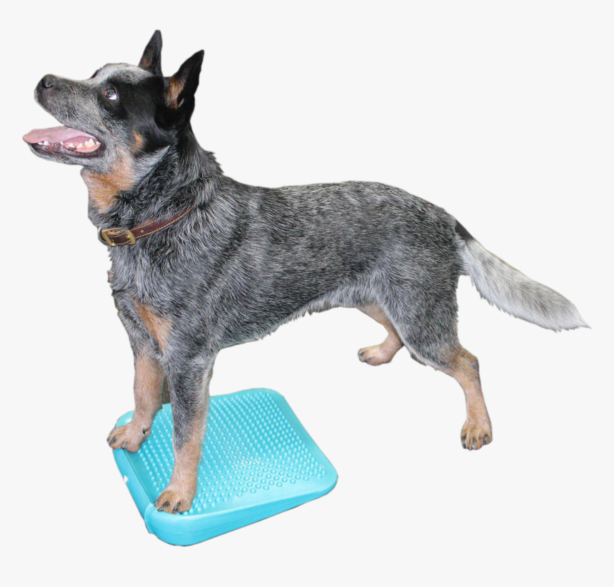 Dog, HD Png Download