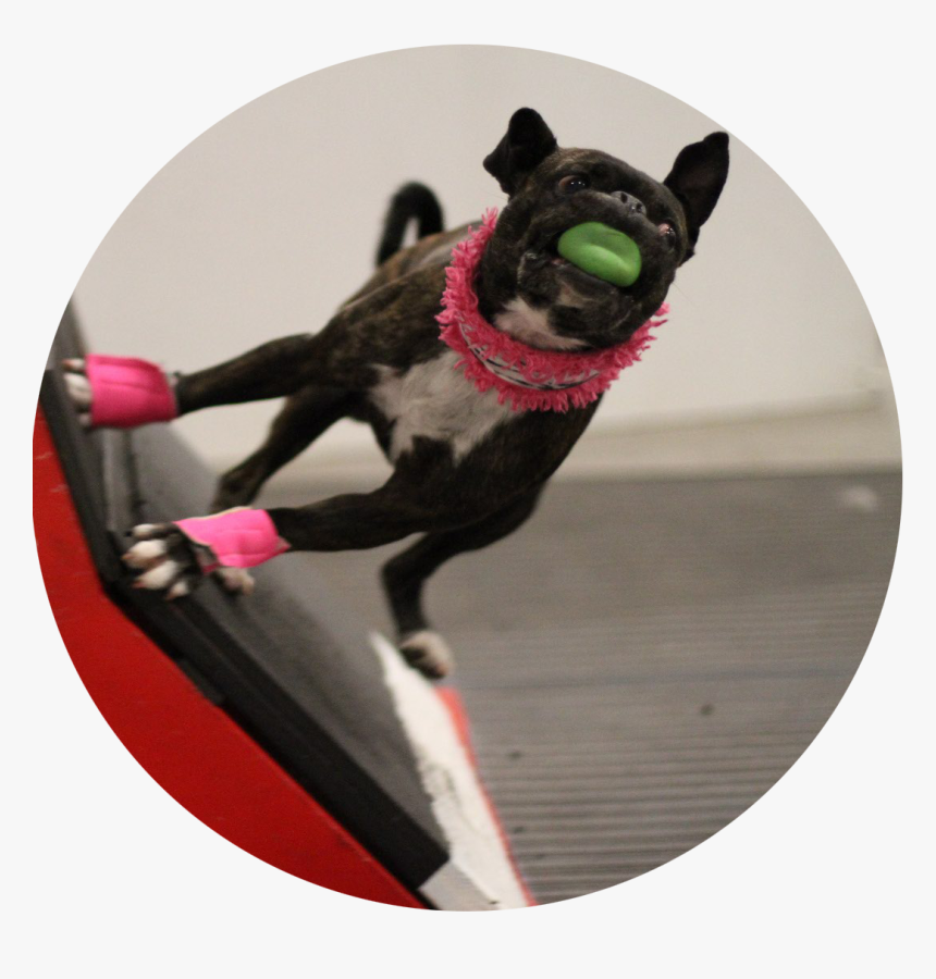 Dog Catches Something, HD Png Download