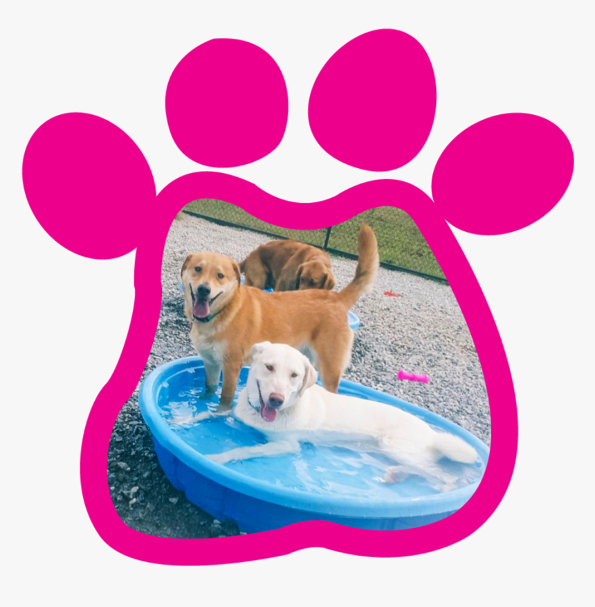 Paw Print Gallery320180315 23236 10j8qvq - Dog Catches Something, HD Png Download